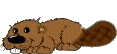 beaver-animated