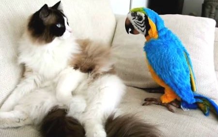 cat and parrot-2