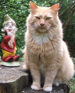 cat-gardens-gnome (2)