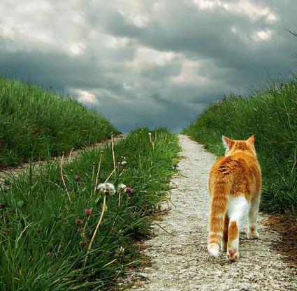 cat on a path -2.jpg