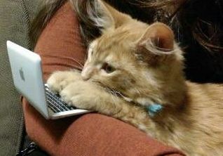 cat on the ipad