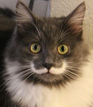 cat with mustache-1