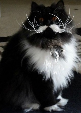 cat with mustache-3