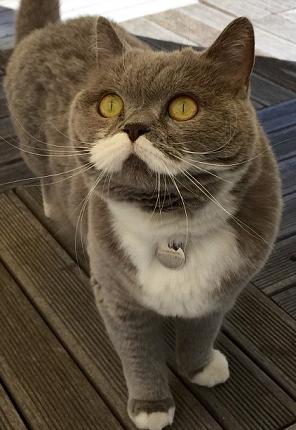 cat with mustache- 6