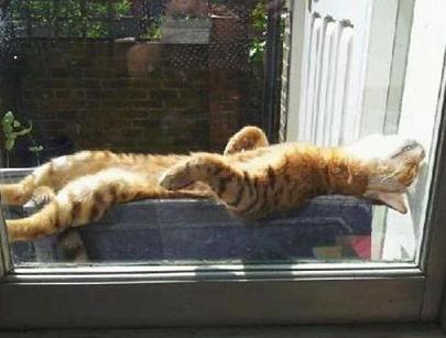 cats enjoying the sun