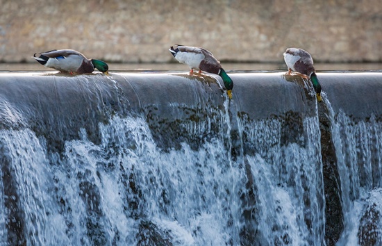 cute-and-funny-pictures-of-animals-drinking-water-34
