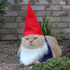 cute cat gnome