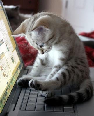 cute cat on keyboard