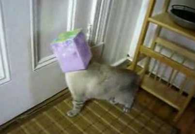 cute cat with box on head-1