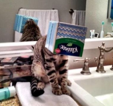 cute cat with box on head -8