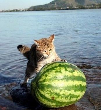 cute cat with watermelon