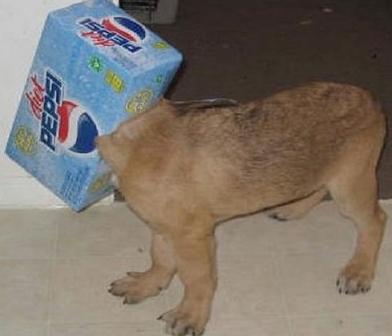 cute dog with box on head-3