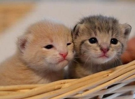 cute kittens
