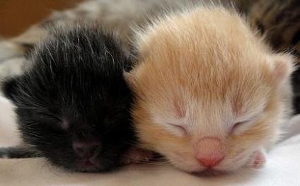 cute newborn kittens