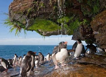 cute penguins having shower.jpg
