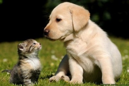 cute puppy and kitten.jpg