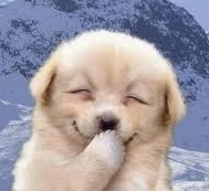 cute puppy giggling