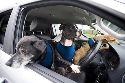dog driving-8.jpg