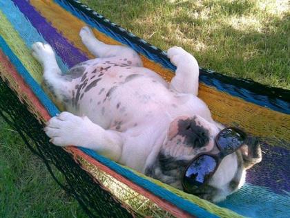 dog in hammock