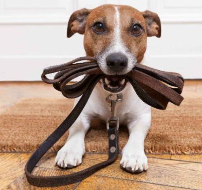 dog waiting to go for walk