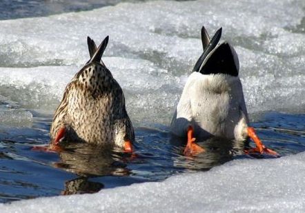 ducks taking a dip