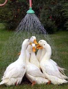 funny ducks showering