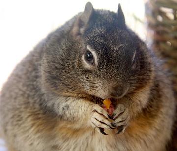 funny fat squirrel
