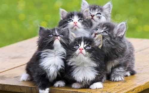 funny kittens looking up