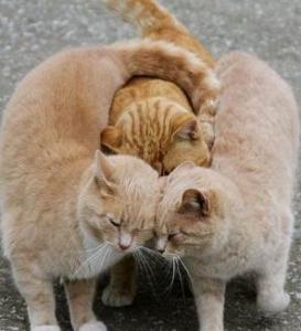 kittens hugging
