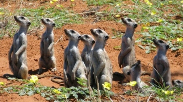 meerkats looking up.JPG