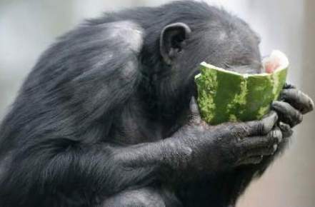 orang utan with watermelon