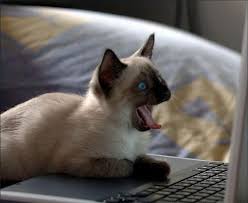 siamese cat on keyboard