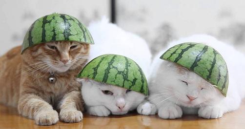 cats with watermelon hats.jpg