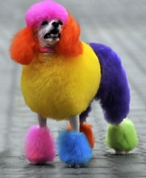 colorful-poodle-4