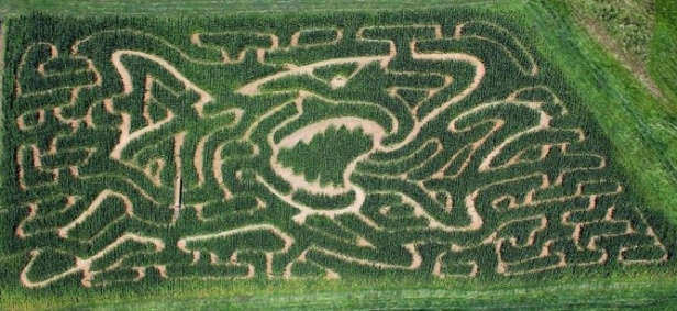corn maze-2.jpg