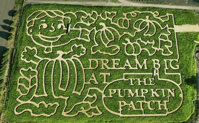 corn maze-8