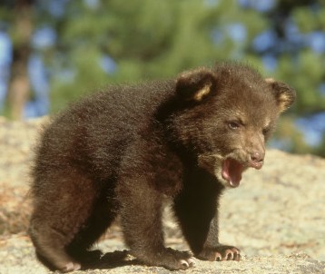 cute bear.jpg