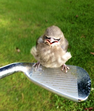 cute-bird-on-golf-club