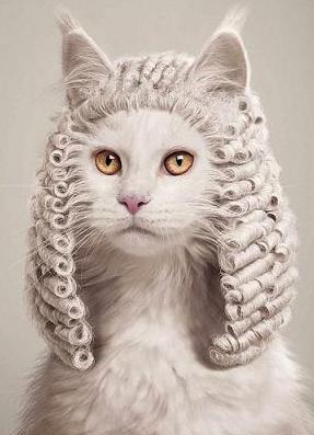 cute-cat-judge