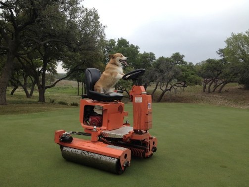 cute-corgi-working-at-golf-course