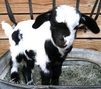 cute goat.jpg