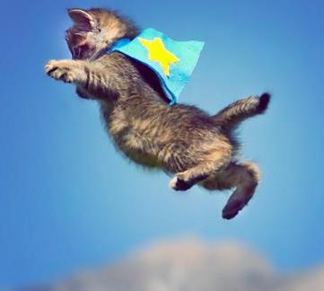 cute-kitten-jumping