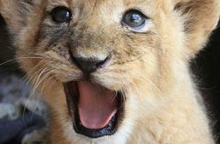 cute lion.jpg