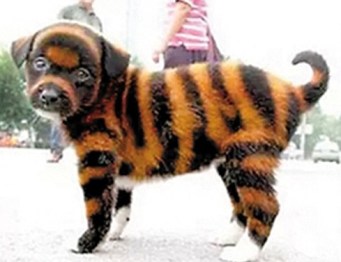 cute puppy tiger-6.jpg