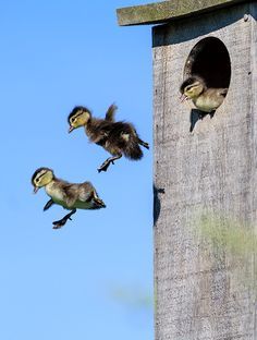 duckling-jumping-2