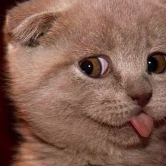funny cat showing tongue.jpg