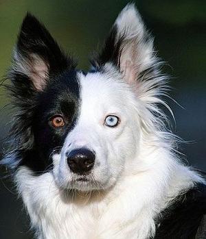 funny-dog-with-black-eye