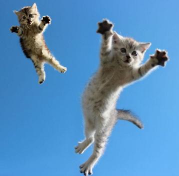 funny-kittens-jumping