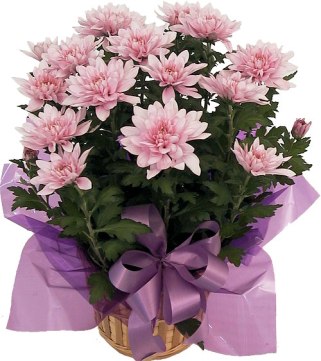 pink-chrysanthemum