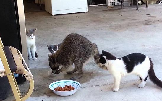 racoon-stealing-food